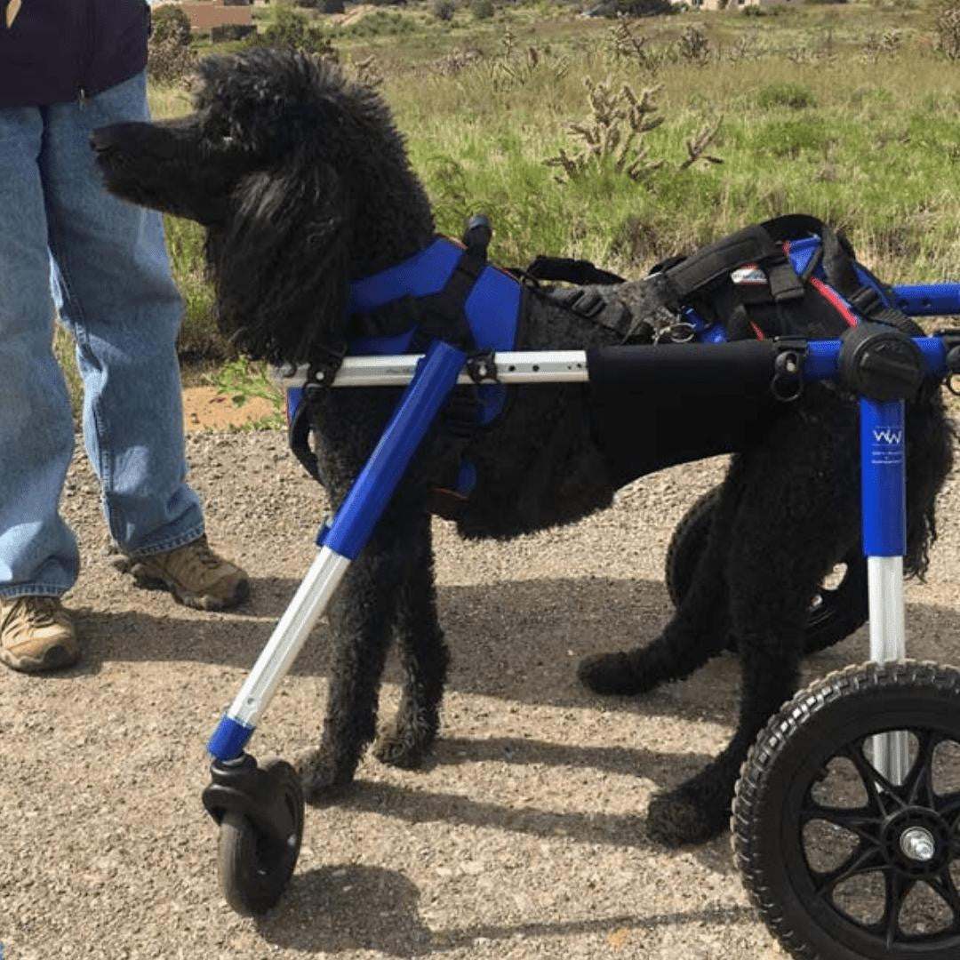 Full Support Quad Dog Wheelchair for medium and large dogs, adjustable and durable with four wheels
