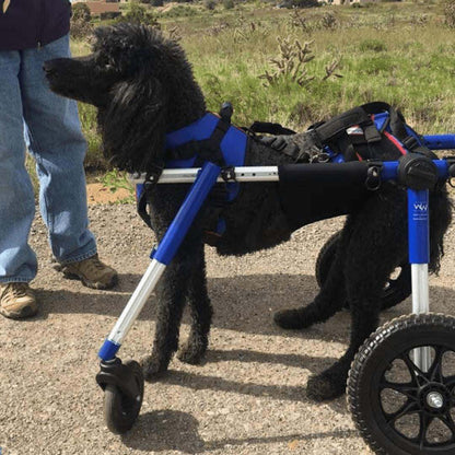 Full Support Quad Dog Wheelchair for medium and large dogs, adjustable and durable with four wheels