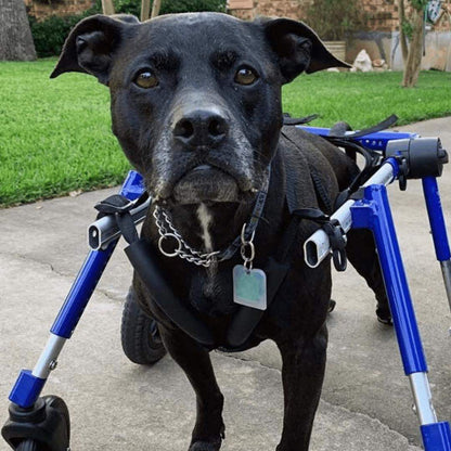 Full Support Quad Dog Wheelchair for medium to large dogs, adjustable, durable aluminum frame with foam wheels for disabled or recovering pets.