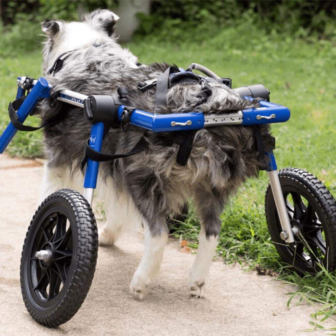 Wheels4Dogs Full Support Quad Dog Wheelchair MED/LARGE Full Support Quad Dog Wheelchair for Medium/Large Dogs | Adjustable & Durable