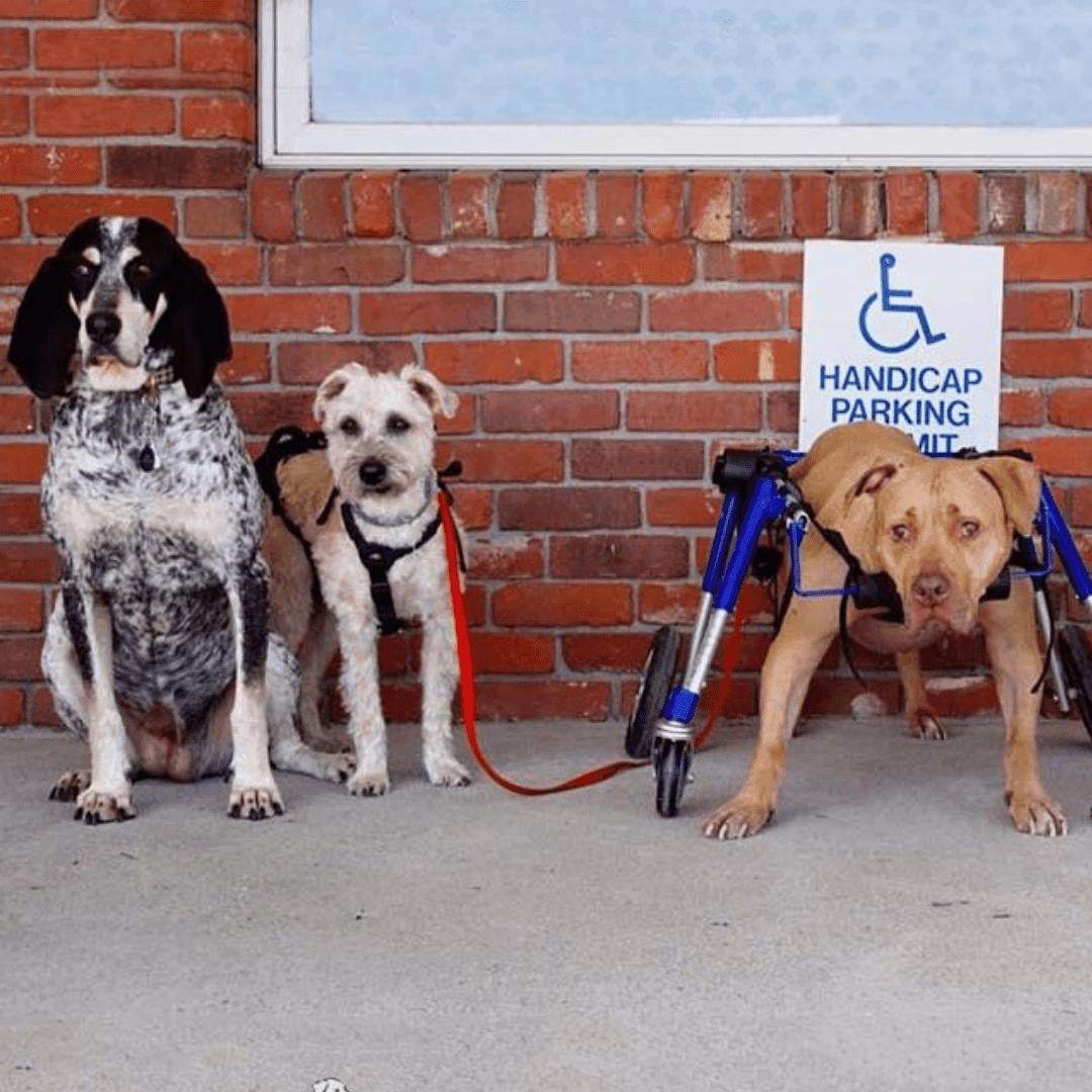 Walkin’ Wheels Full Support wheelchair for medium dogs, adjustable, durable aluminum frame with foam all-terrain wheels