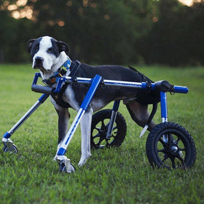 Full Support Wheelchair for medium dogs 50-69 lbs with adjustable aluminum frame and durable foam wheels