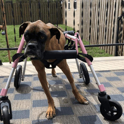 Medium Full Support Walkin Wheels dog wheelchair for disabled pets, adjustable and durable