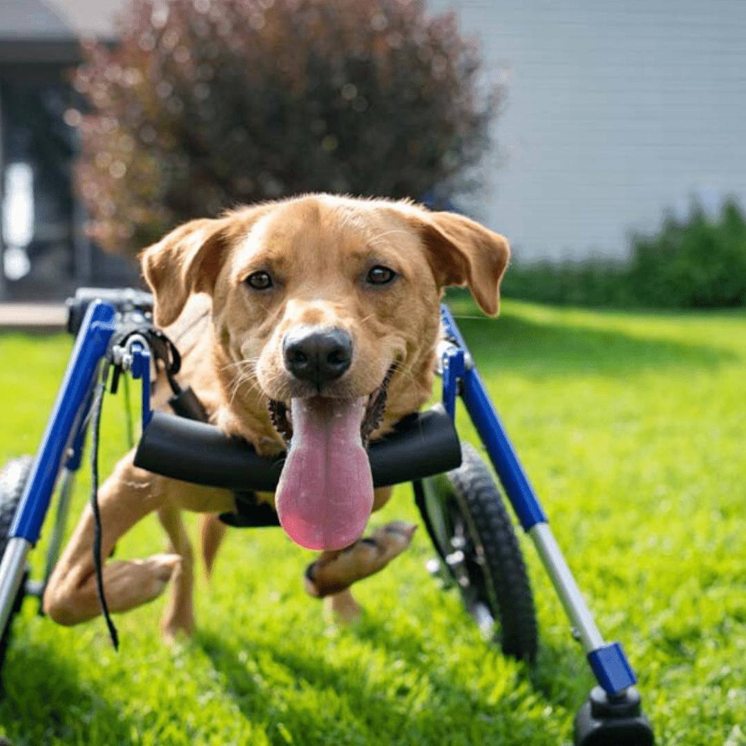 Wheels4Dogs Full Support/ Quad Dog Wheelchair, Medium - Walkin’ Wheels Full Support Wheelchair - Adjustable Dog Wheelchair for Medium Pets