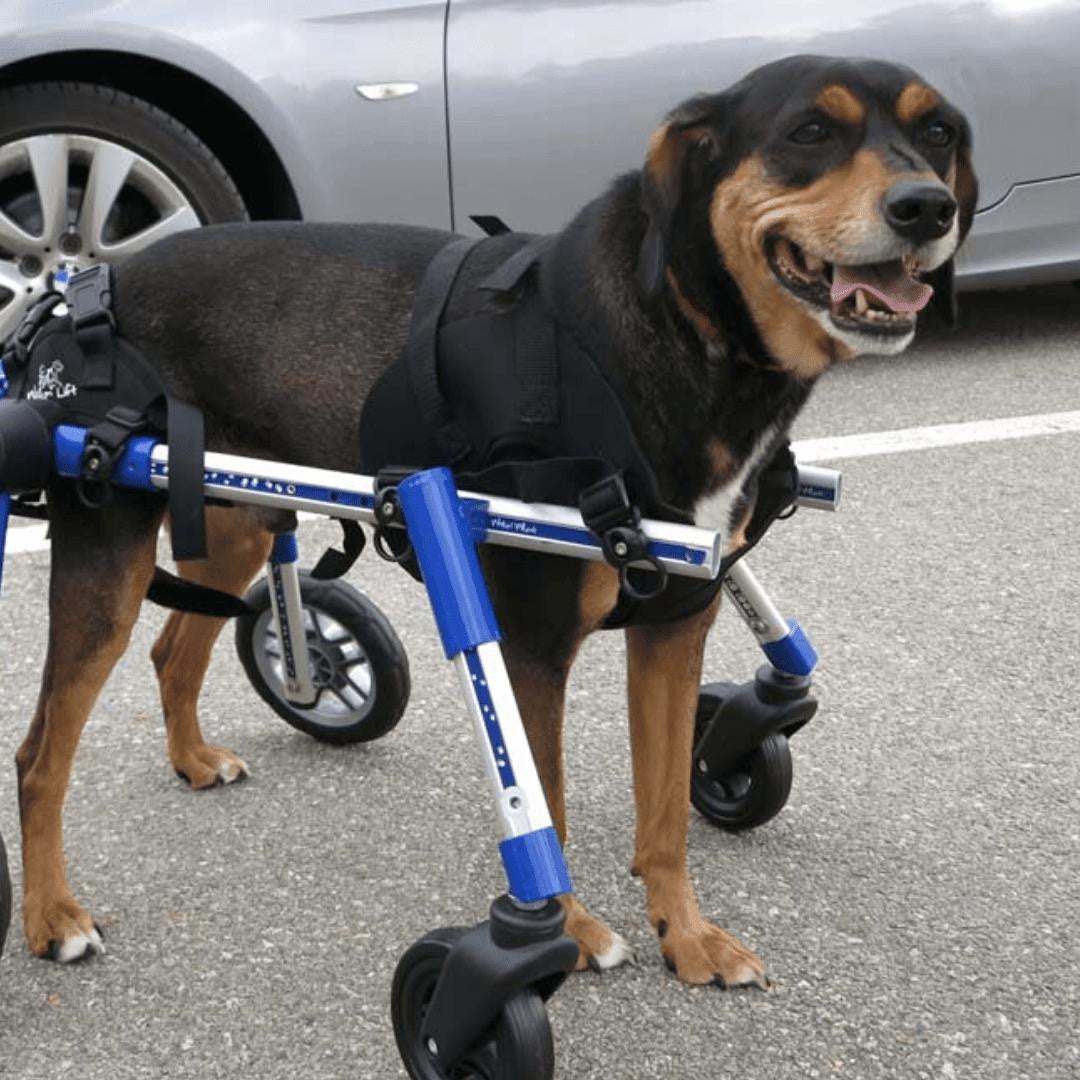 Medium Full Support Wheelchair for dogs weighing 50-69 lbs with adjustable frame and durable foam wheels