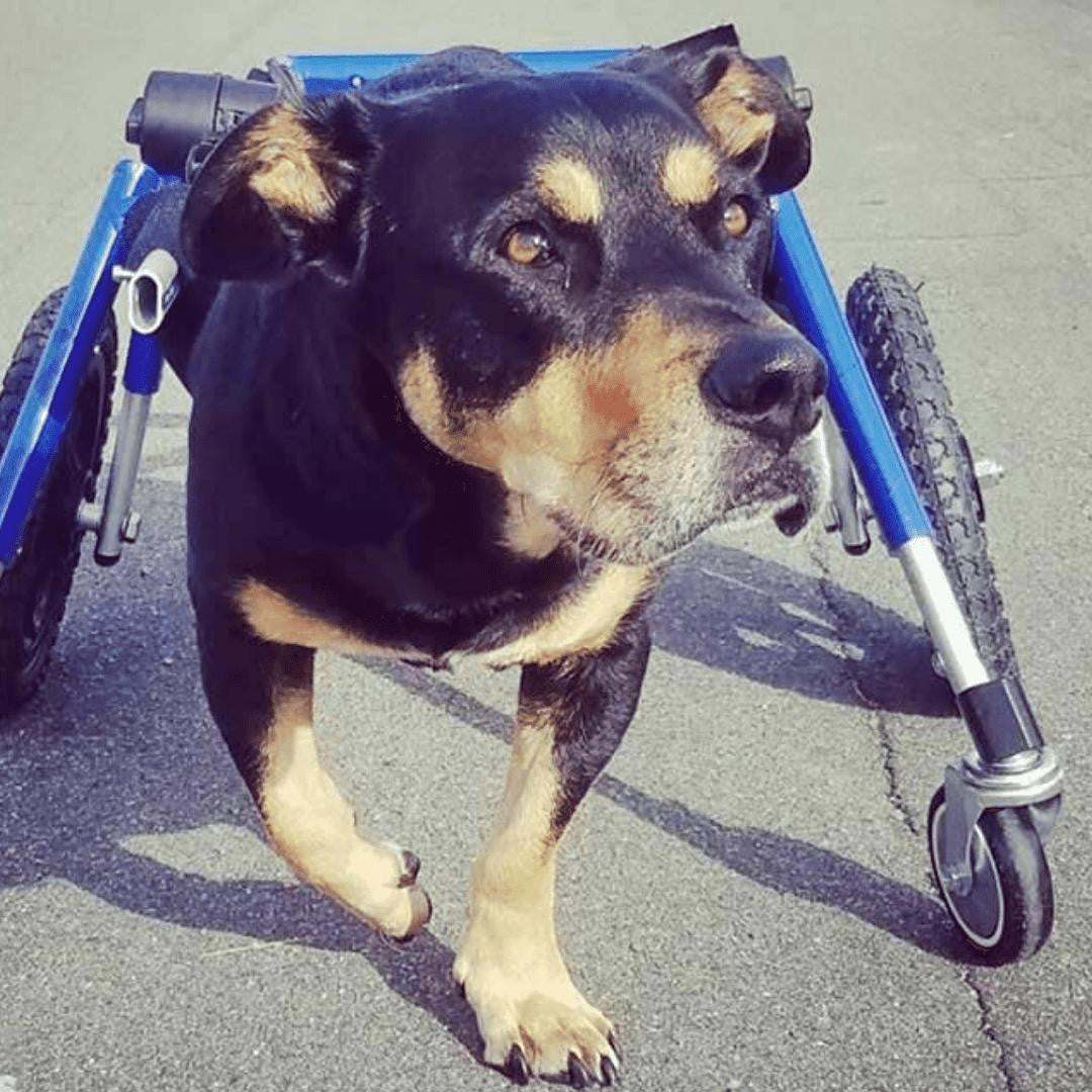 Full Support Wheelchair for medium dogs, adjustable, sturdy dog mobility aid