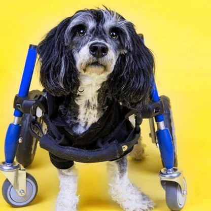 Full Support Walkin' Wheels quad dog wheelchair for small pets weighing 11-25 lbs, adjustable and durable with four wheels for mobility support.
