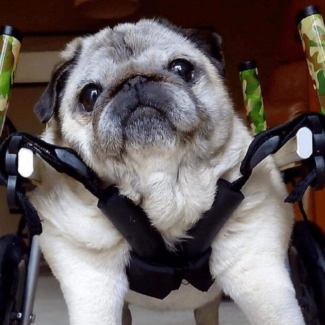 Full Support Walkin' Wheels quad dog wheelchair for small pets 11-25 lbs, adjustable and durable