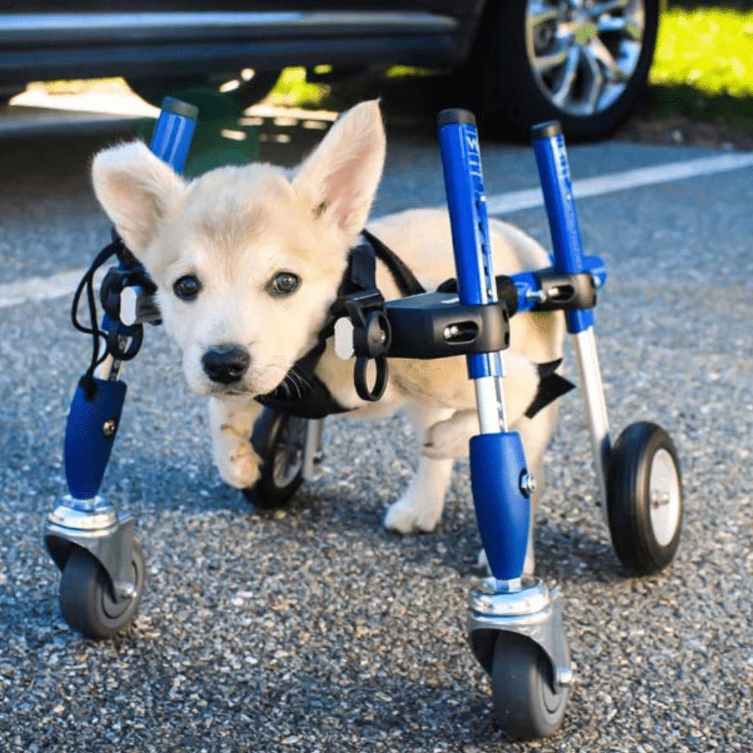 Full Support Walkin' Wheels small dog wheelchair for disabled pets weighing 11-25 lbs