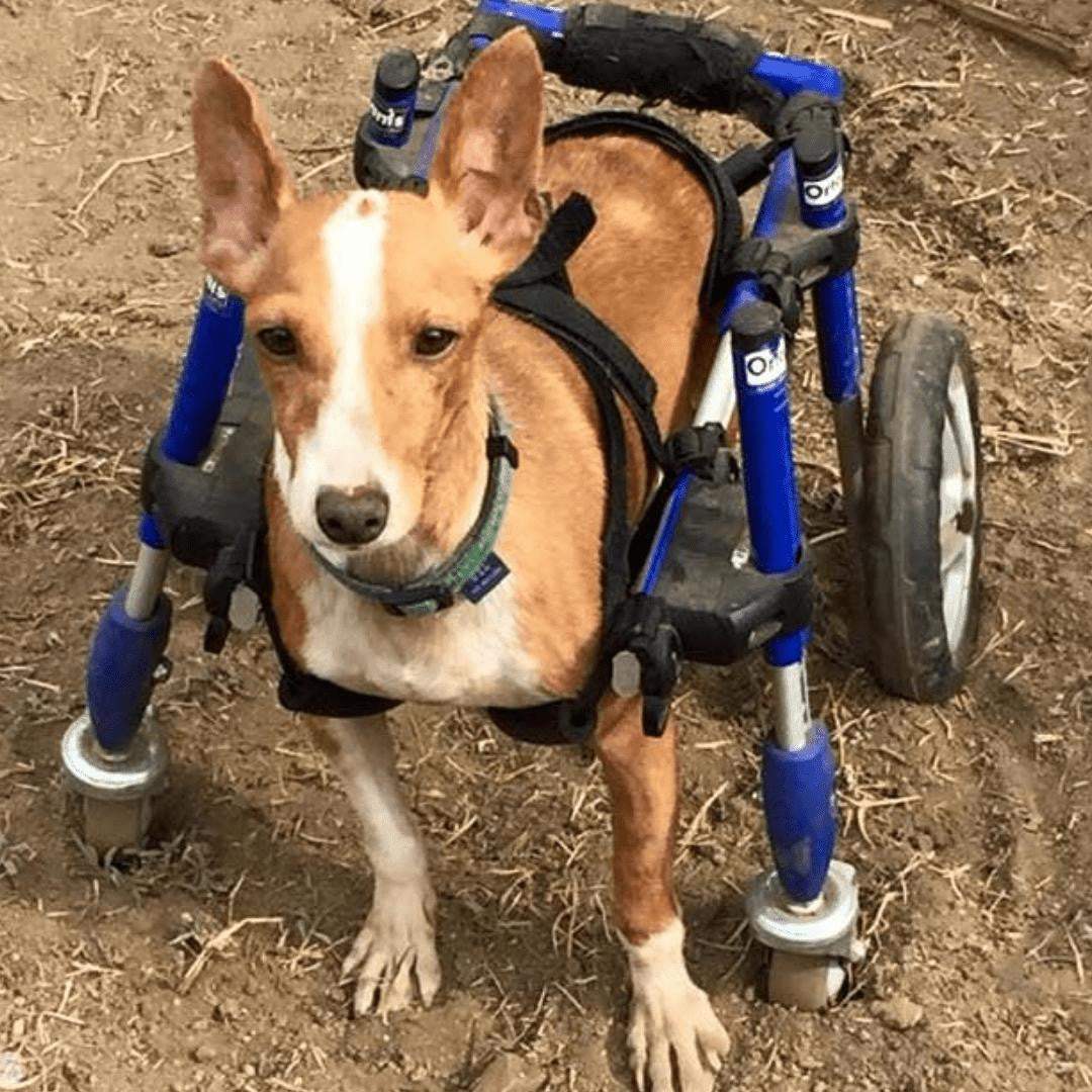 Full Support Walkin' Wheels small dog wheelchair for pets 11-25 lbs, adjustable and durable