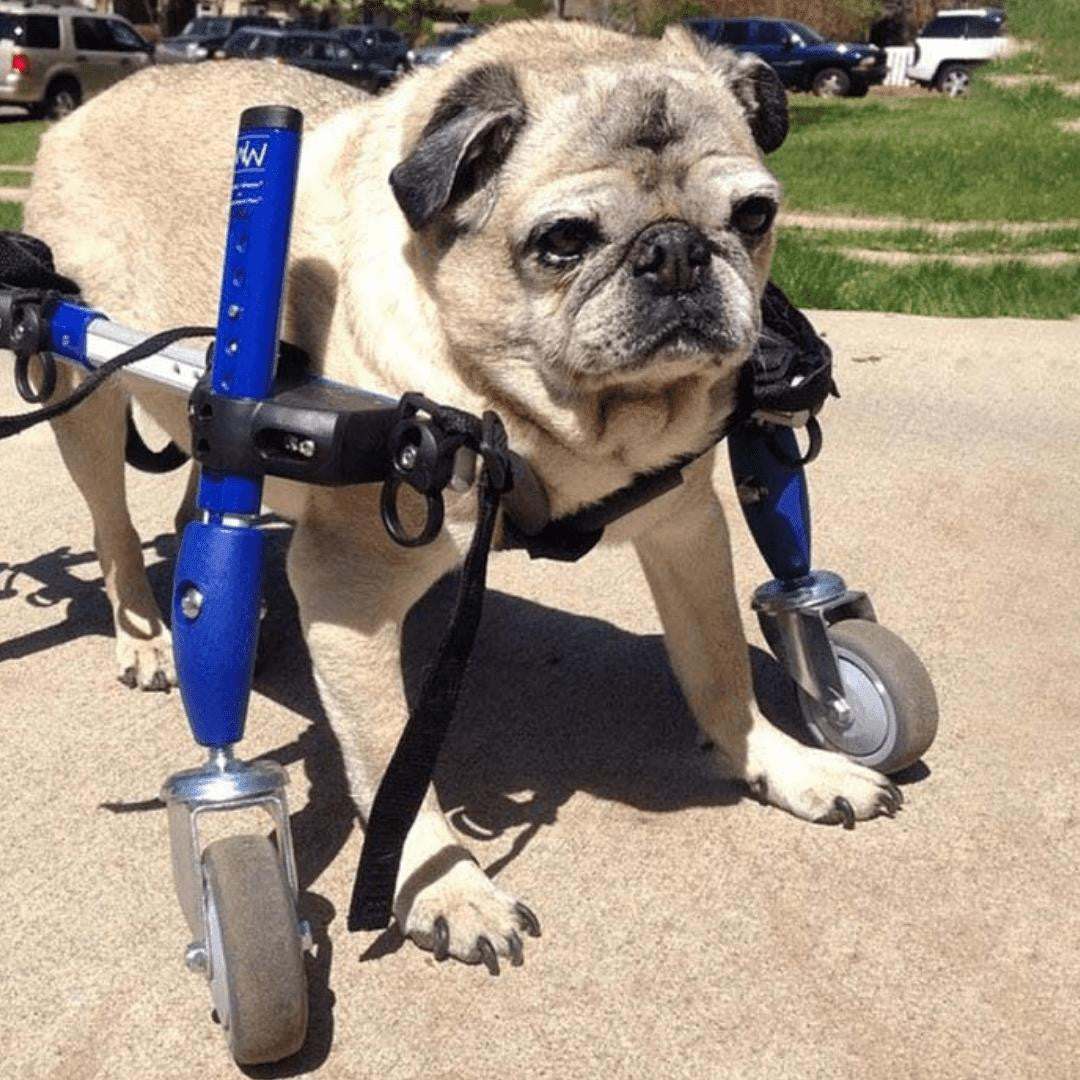 Full Support Walkin' Wheels quad dog wheelchair for small pets weighing 11-25 lbs, adjustable and durable