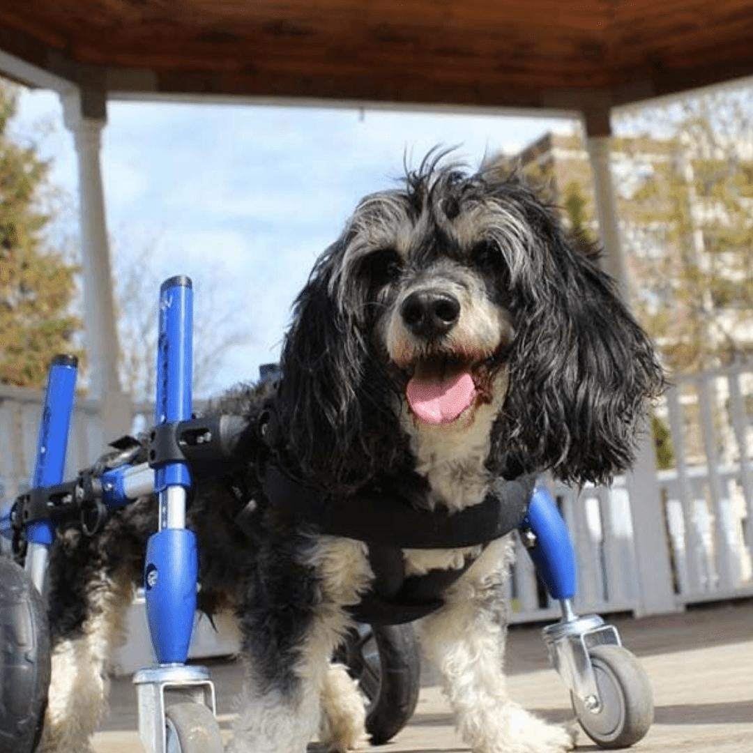 Full Support Walkin' Wheels quad dog wheelchair for small pets 11-25 lbs, adjustable and durable aluminum frame