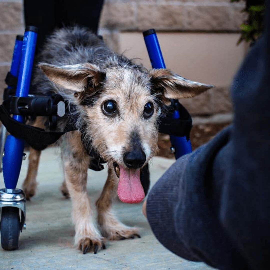 Full Support Walkin' Wheels quad dog wheelchair for small pets weighing 11-25 lbs, adjustable and durable with foam wheels