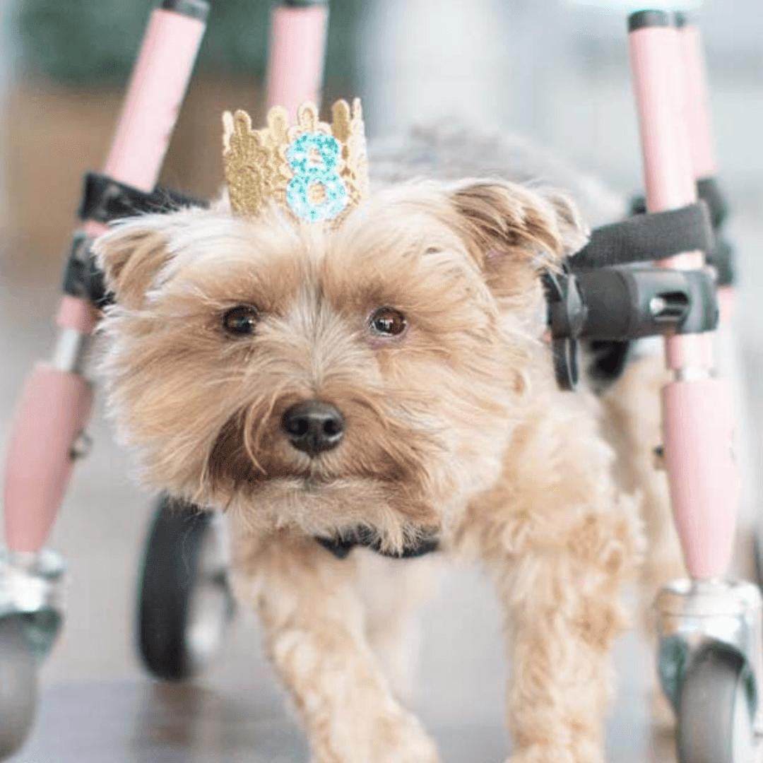 Full Support Walkin' Wheels quad dog wheelchair for small pets 11-25 lbs, adjustable and durable