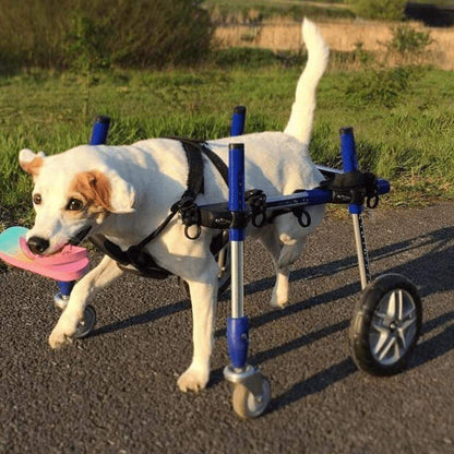 Small dog in Full Support Walkin' Wheels quad wheelchair for mobility and rehabilitation