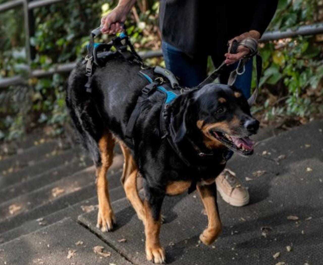 Help 'Em Up Harness full body support dog mobility aid with dual handles and adjustable fit