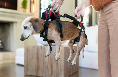 Dog wearing Help 'Em Up Harness full body support for mobility challenges