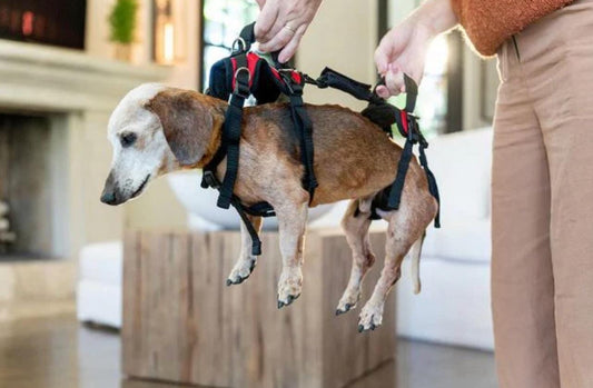 Wheels4Dogs Help ‘Em Up Harness - Full Body Dog Harness Help ‘Em Up Harness - Full Body Dog Harness
