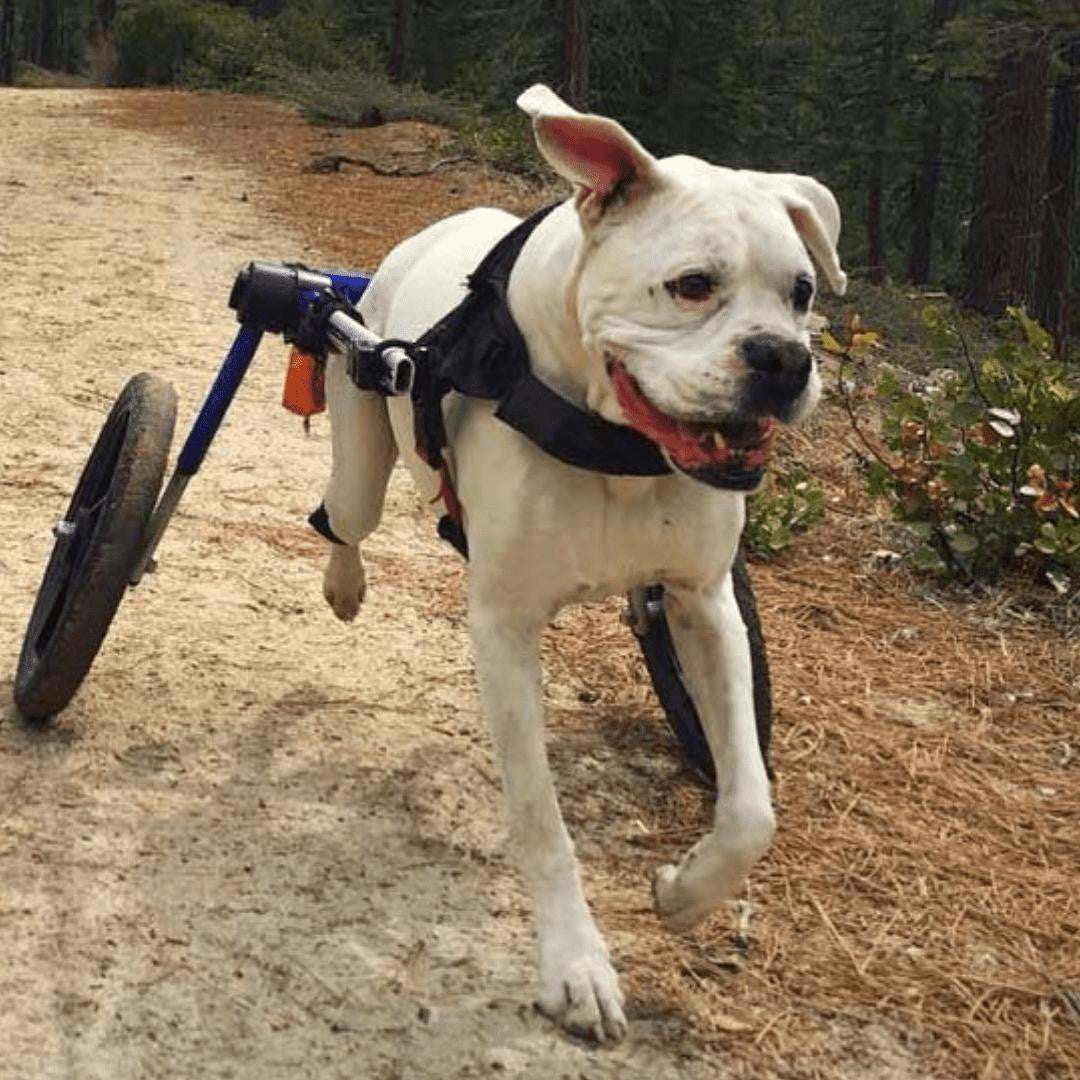 Large dog wheelchair rear adjustable lightweight durable Walkin Wheels for breeds 70-180 lbs