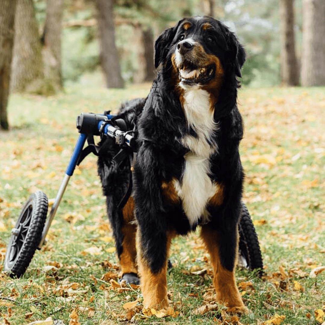 Large dog wheelchair rear adjustable lightweight durable Walkin' Wheels for 70-180 lbs breeds