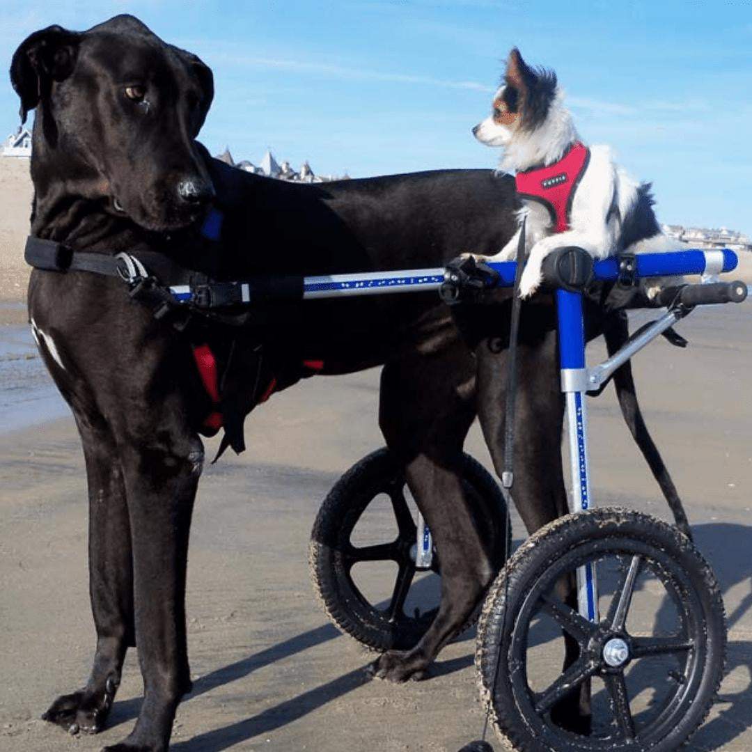 Large dog wheelchair rear, adjustable and lightweight for large breeds 70-180 lbs