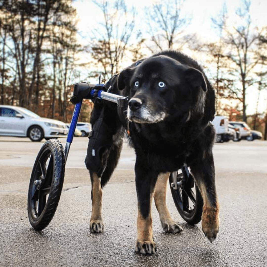 Large dog wheelchair rear Walkin' Wheels adjustable lightweight for big breeds