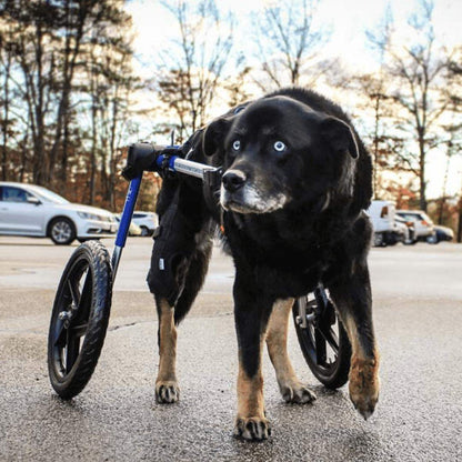 Large dog wheelchair rear Walkin' Wheels adjustable lightweight for big breeds