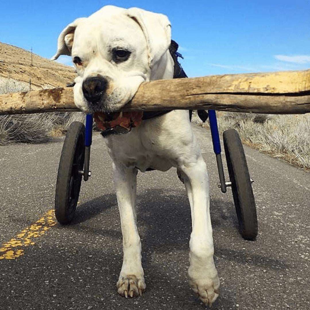 Adjustable large dog wheelchair rear Walkin' Wheels for mobility and comfort