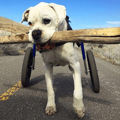 Adjustable large dog wheelchair rear Walkin' Wheels for mobility and comfort