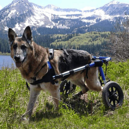 Large dog wheelchair rear support Walkin’ Wheels adjustable lightweight for large breeds