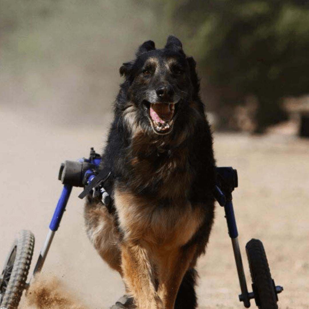 Large dog wheelchair rear adjustable durable lightweight for pet mobility