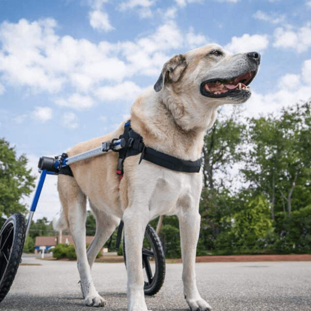 Large dog wheelchair with adjustable rear support for mobility and comfort