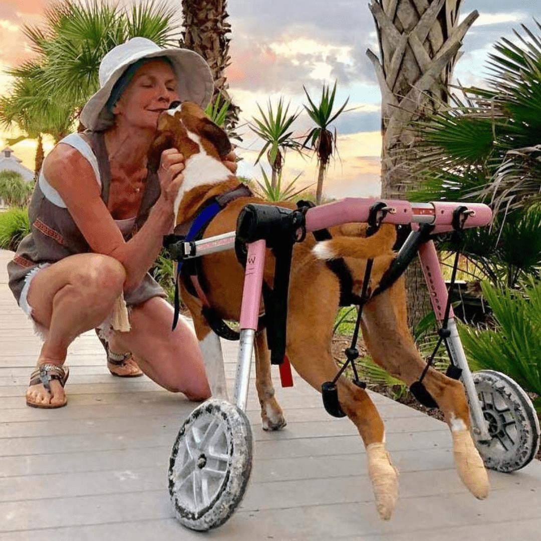 Medium dog wheelchair by Walkin’ Wheels for rear leg support and mobility assistance
