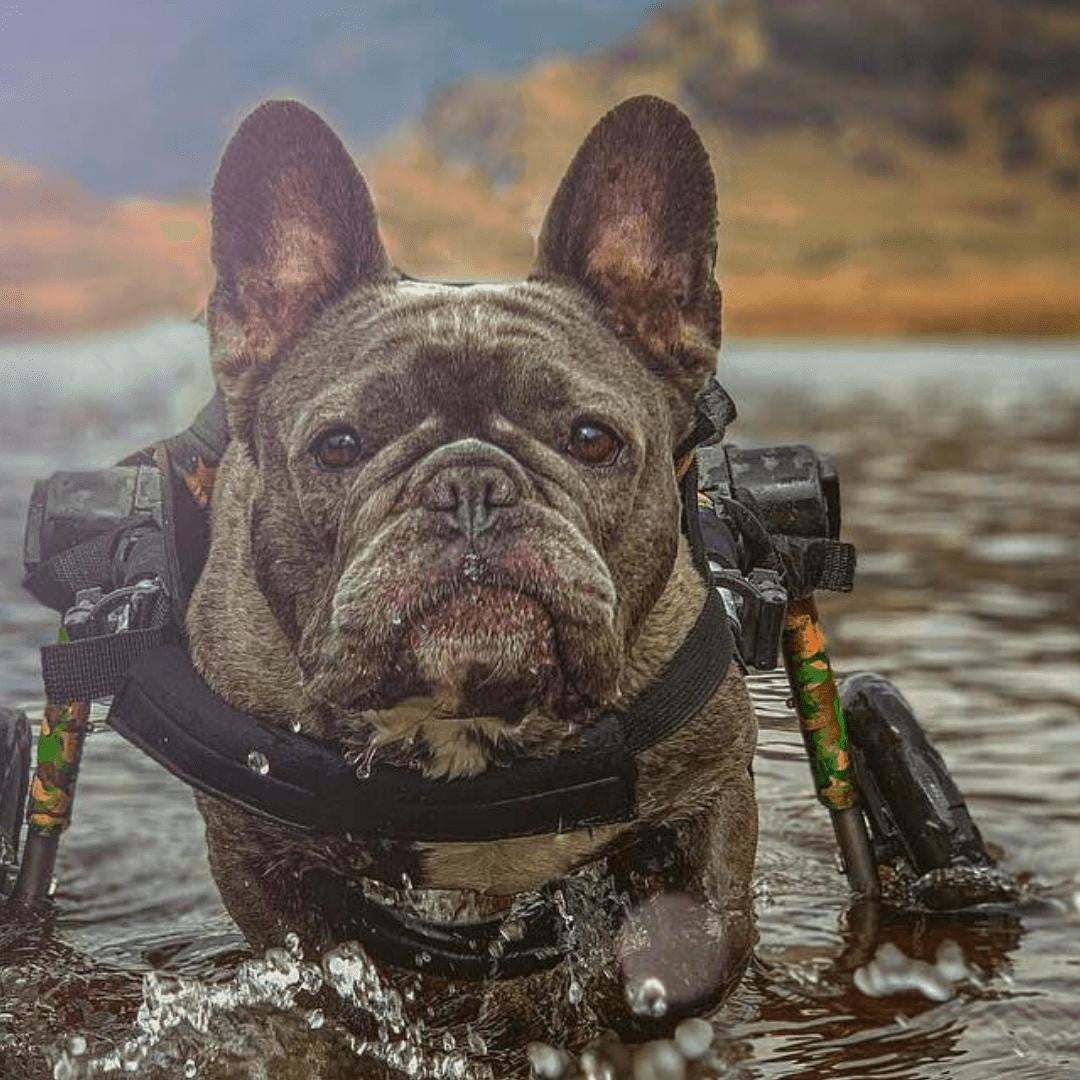 Medium dog wheelchair by Walkin’ Wheels, adjustable rear support for 26-49 lbs pets