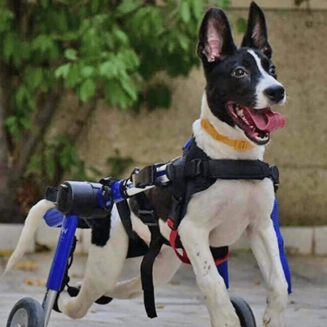 Medium Dog Wheelchair Walkin’ Wheels for rear leg support and mobility assistance