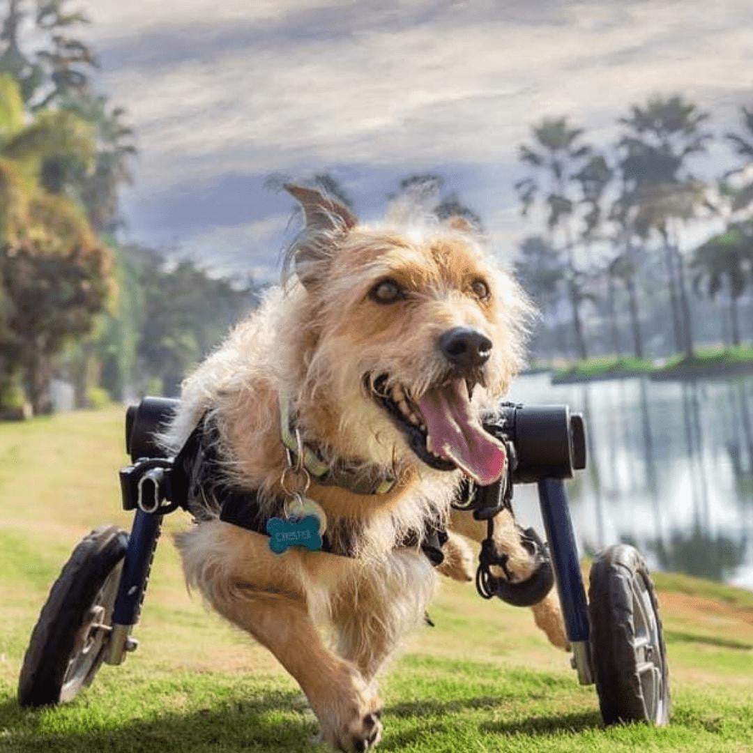 Medium Dog Wheelchair Walkin’ Wheels rear adjustable lightweight for active pets