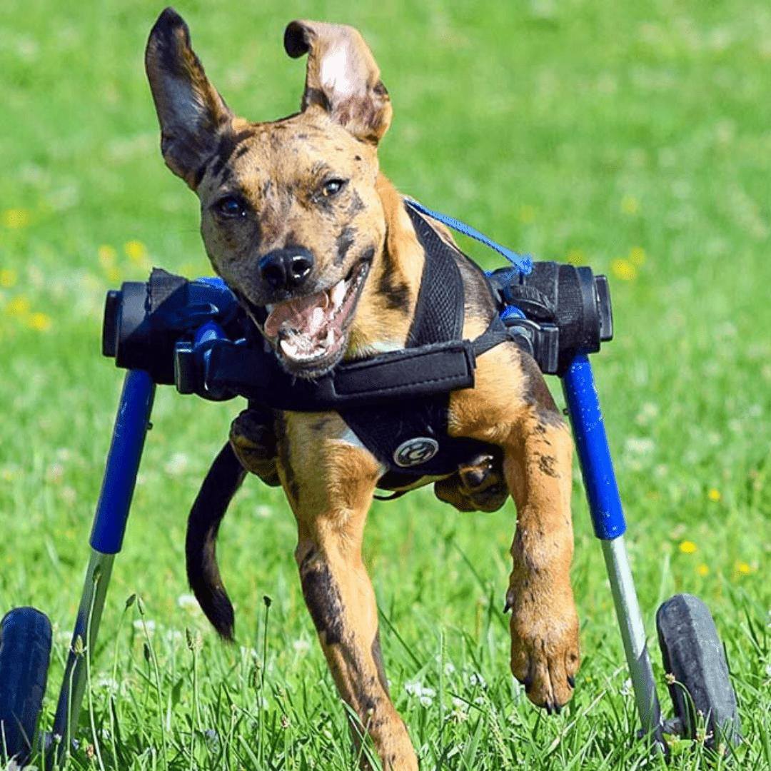 Medium dog wheelchair by Walkin’ Wheels for rear leg support and mobility