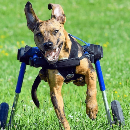 Medium dog wheelchair by Walkin’ Wheels for rear leg support and mobility