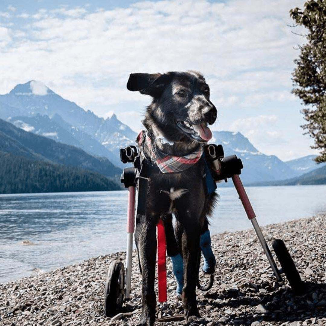 Medium dog wheelchair rear adjustable lightweight durable for pets 26-49 lbs with all-terrain wheels