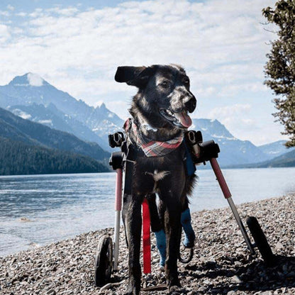 Medium dog wheelchair rear adjustable lightweight durable for pets 26-49 lbs with all-terrain wheels