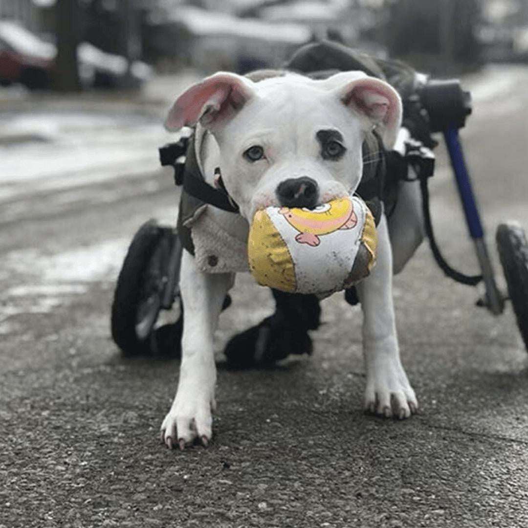 Medium Dog Wheelchair rear in blue with adjustable frame and durable foam wheels for pets 26-49 lbs