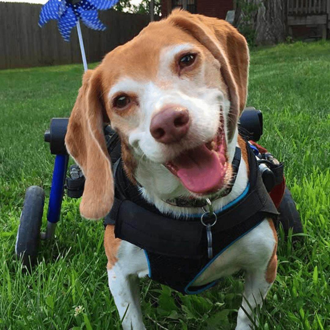 Medium dog wheelchair by Walkin’ Wheels, adjustable rear support for pets 26-49 lbs