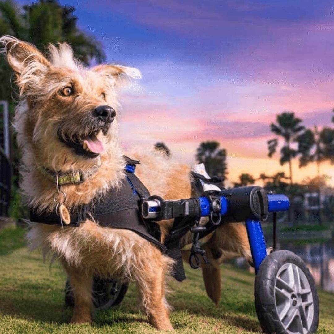 Medium dog wheelchair by Walkin’ Wheels, adjustable rear support for pets 26-49 lbs