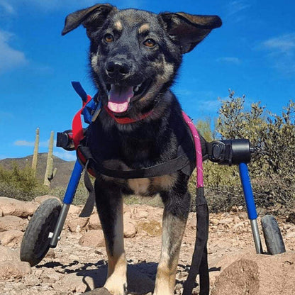 Medium dog wheelchair by Walkin’ Wheels, adjustable and durable