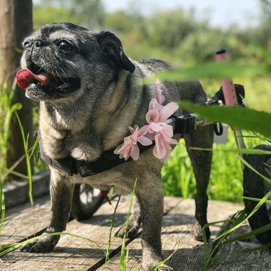 Walkin Wheels Dog Wheelchair for small dogs with adjustable rear support and lightweight frame