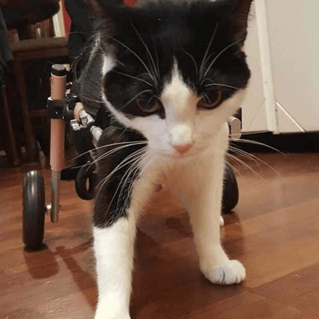Walkin Wheels Dog Wheelchair small adjustable rear support for pets 11-25 lbs