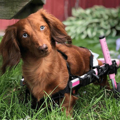 Walkin Wheels Dog Wheelchair for small dogs, adjustable and lightweight rear support