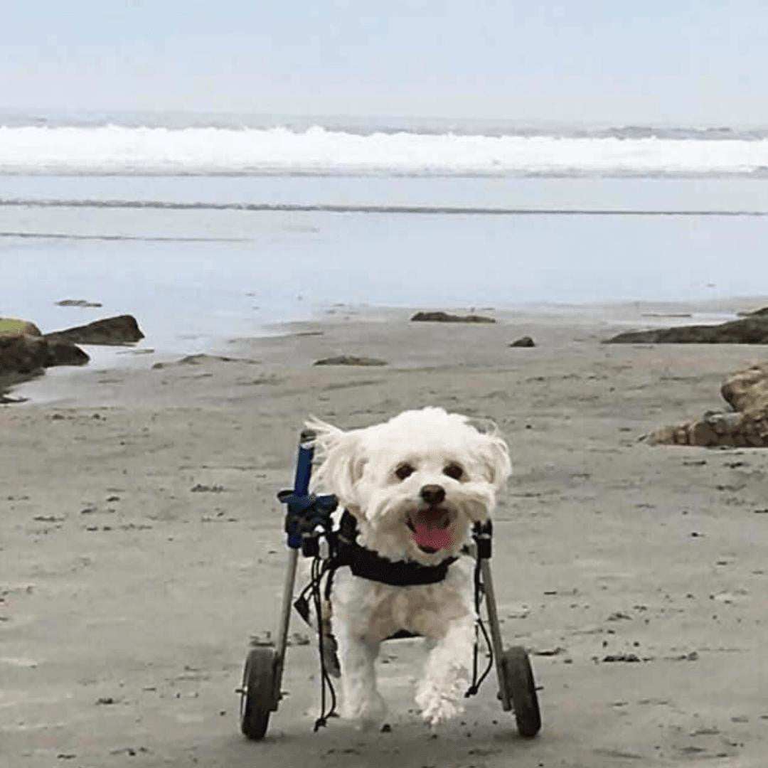 Walkin Wheels Dog Wheelchair for small dogs, adjustable lightweight rear support