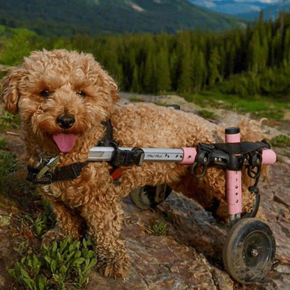 Walkin Wheels Dog Wheelchair for small dogs with adjustable aluminum frame and small wheels