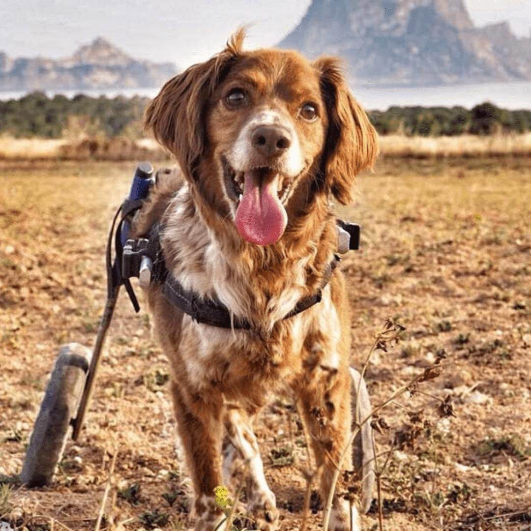 Walkin Wheels Dog Wheelchair for small dogs, adjustable and lightweight rear support cart